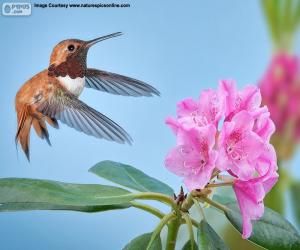 Puzzle Αρσενικό Καστανοκοκκινο Hummingbird και λουλούδι